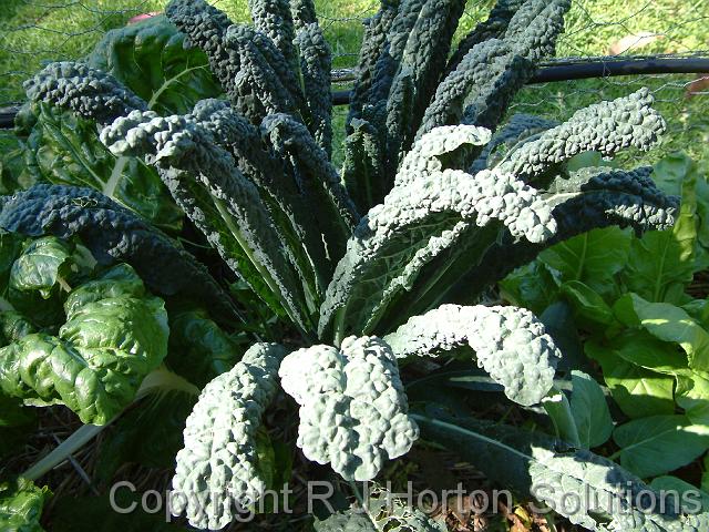 Kale Cavalo nero